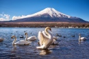 White Swan in the Yamanaka Lake, Japan
