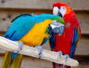 Scarlet and Blue-and-Yellow Macaws